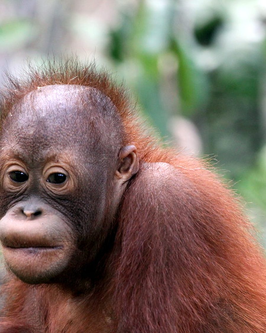 Orangutan at Semenggoh Nature Reserve near Kuching